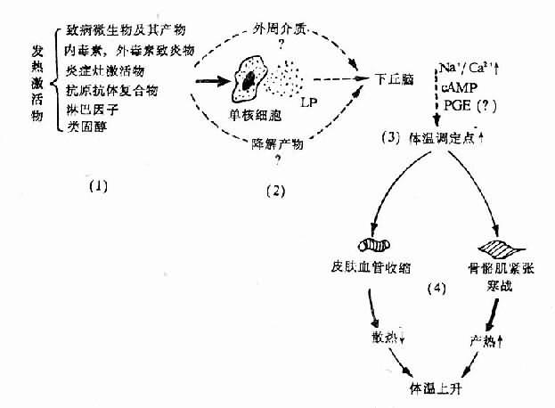 火山石发热原理是什么_火山石是什么石头