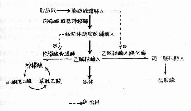沙棘排酸的原理是什么_沙棘树是一种什么植物(3)