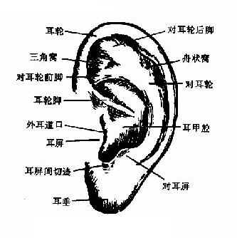基础知识复习——耳的解剖及生理-外耳