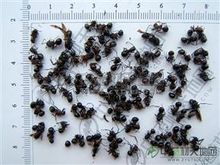 黑蚂蚁,黑蚂蚁呼功效与作用_中药黑蚂蚁_黑蚂