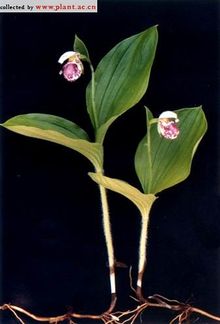 斑花杓蘭